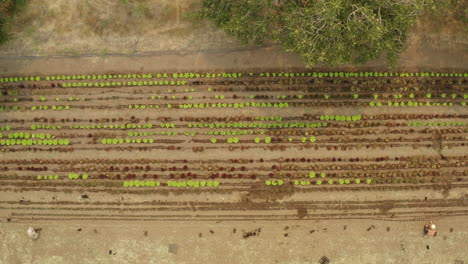 Antenne-Von-Oben-Nach-Unten-Von-Einer-Bio-Salatfarm-Horizontale-Linien-Von-Gemüse
