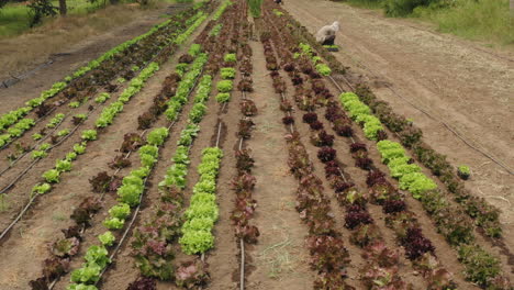 Aerial-fly-over-of-an-organic-lettuce-farm-with-local-workers-on-a-dirt-patch-soil
