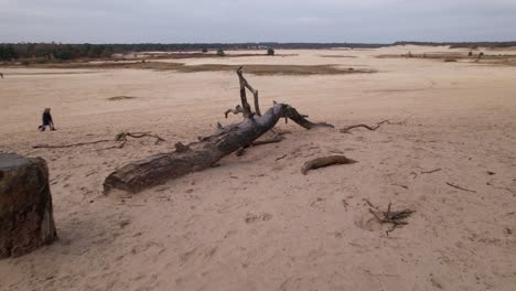 Backwards-aerial-reveal-of-pine-branch-log-in-sand-in-Loonse-en-Drunense-Duinen-sand-dunes-in-The-Netherlands