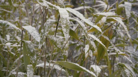 Nahaufnahmen-Mit-Seitlicher-Bewegung-Des-Schnees,-Der-Im-Winter-Auf-Bambusblätter-Fällt