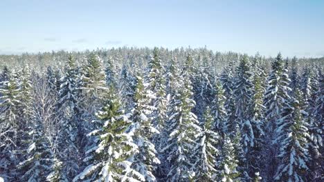 Snow-covered-treetops-of-conifer-forest,-aerial-ascend-shot