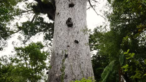 Tiro-Inclinado-Hacia-Abajo-Del-Vasto-árbol-Kauri-Tropical-En-La-Idílica-Selva-Tropical-De-Nueva-Zelanda-Durante-Un-Día-Soleado