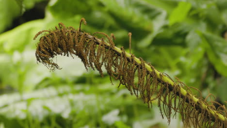 Close-Up-Of-A-Stem-Of-Fern-Plant-In-The-Wilderness