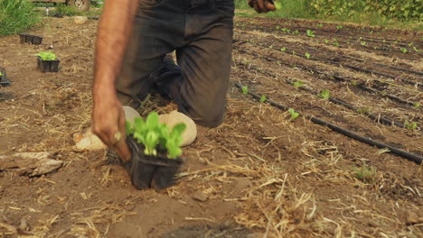 Bio-Landwirt,-Der-Das-Feld-Mit-Jungen-Bio-Salatpflanzen-Vorbereitet