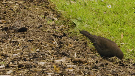 Common-Black-Bird-Feeding-Near-The-Rivershore-In-Blarney-Castle,-Ireland
