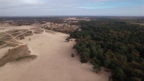 Tree-line-aerial-view-of-Loonse-en-Drunense-Duinen-sand-dunes-in-The-Netherlands