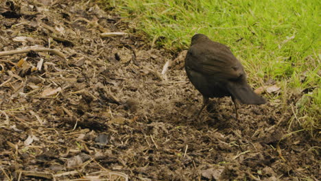Common-Blackbird-Looking-For-Something-To-Eat-On-The-Ground