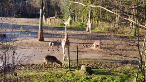 Animales-En-El-Parque-Zoológico-De-Hamburguesas-Alimentándose-En-Un-Día-Soleado-En-Arnhem,-Países-Bajos