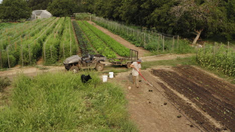 Establishing-shot-of-a-lettuce-farm-with-green-plants-and-a-farmer-with-his-atv