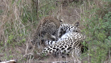 Close-view-of-leopard-resting-in-tall-grass-with-cub-that-walks-away