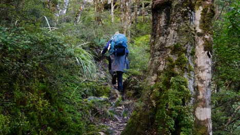 Tilt-up-shot-of-blonde-woman-with-backpack-and-hiking-poles-walking-on-narrow-jungle-path---rear-view