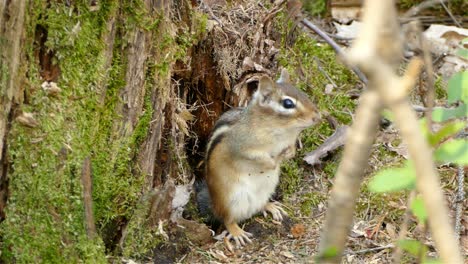 -Genus-of-ground-Tamias-a-small-furry-animal-in-woods