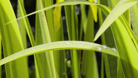 Close-Up-Of-Lemongrass-Leaves-Wet-With-Morning-Dew