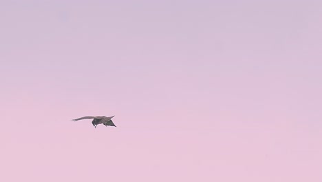Soaring-hawk-in-pastel-pink-sky