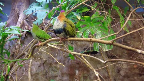 A-Couple-Of-Superb-Fruit-Dove-Perching-On-Tree-Branches-At-Burgers'-Zoo-In-Arnhem,-Netherlands