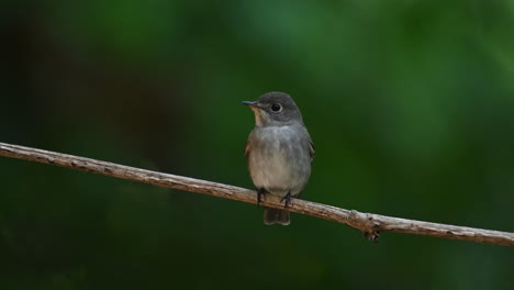 Dark-sided-Flycatcher,-Muscicapa-sibirica-perched-on-a-vine-facing-to-the-right-and-then-looks-around-during-a-windy-afternoon-in-the-forest-in-Chonburi,-Thailand