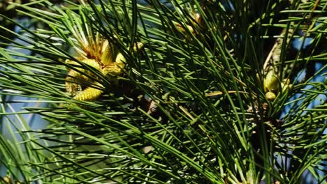 Pine-branches-sway-under-the-wind,-the-wind-swept-the-pollen-off-the-buds