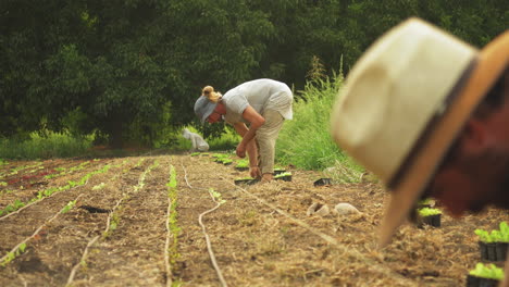 Young-guys-working-on-an-organic-farm,-bending-over-and-planting-green-vegetables