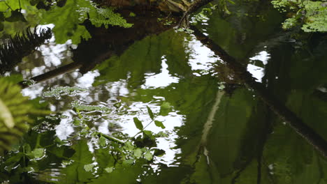 Getrocknete-Blätter-Von-Gunnera-Pflanzen-Am-Flusslauf-Tagsüber