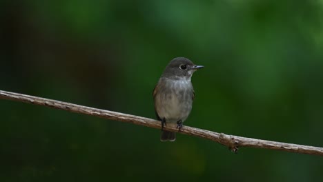 Dark-sided-Flycatcher,-Muscicapa-sibirica-seen-facing-towards-the-camera-while-perched-on-a-vine-within-the-forest-in-Chonburi,-Thailand