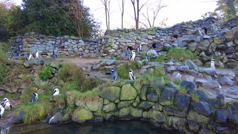 Afrikanische-Pinguine-Kauern-Zusammen-Und-Putzen-Im-Burgers&#39;-Zoo-In-Arnheim,-Niederlande
