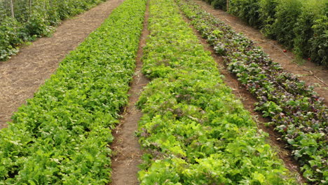 Schöne-Und-Frische-Grüne-Salatproduktion-In-Einem-Bio-Bauernhof-In-Den-USA