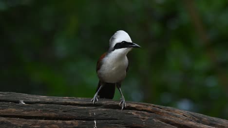 White-crested-Laughingthrush,-Garrulax-leucolophus-two-individuals-perching-together-and-one-hops-away-and-followed-by-the-other-in-Thailand