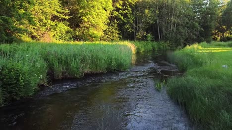Ein-Kleiner-Fluss-Im-Wald-Bei-Sonnenuntergang-Im-Estnischen-Sommer