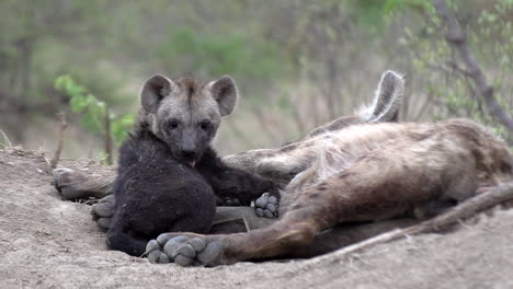 Ein-Hyänenjunges,-Das-Sich-Neben-Seiner-Schlafenden-Mutter-Putzt