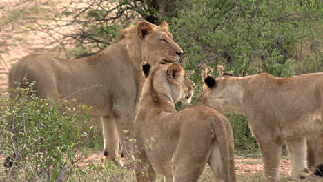 Ein-Löwenrudel,-Das-An-Einem-Windigen-Tag-Das-Afrikanische-Land-überblickt