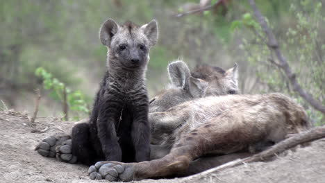 Hyena-cubs-waking-up-at-the-densite-as-their-mother-still-sleeps-beside-them
