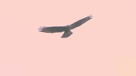 Schöner-Adler,-Der-Hoch-Im-Pastellrosa-Himmel-Schwebt