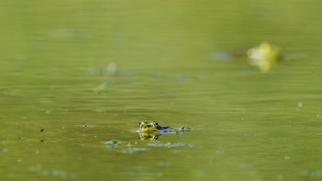 A-close-up-shot-of-a-frog-popped-up-its-head-above-the-water-surface