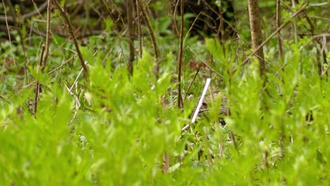 A-small-bird-hops-through-beautiful-green-bushes