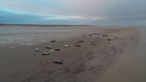 Aerial-View-Of-Group-Grey-Seals-Relaxing-On-Beach-At-Texel-Island