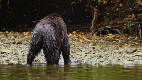 Watchful-lone-wet-grizzly-bear-feeding-on-freshly-caught-salmon-on-shore-of-creek