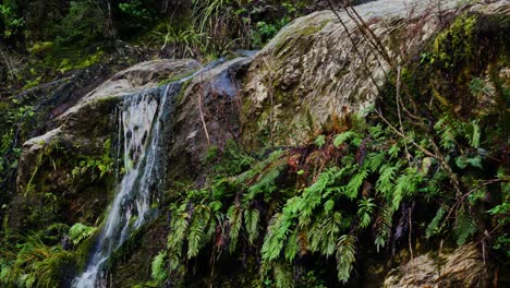 Close-up-of-cascade-flowing-idyllic-waterfall-between-fern-plants-at-Rees-Valley
