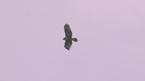 Raptor-bird-falcon-eagle-buzzard-hawk-flies-high-in-sunset-sky