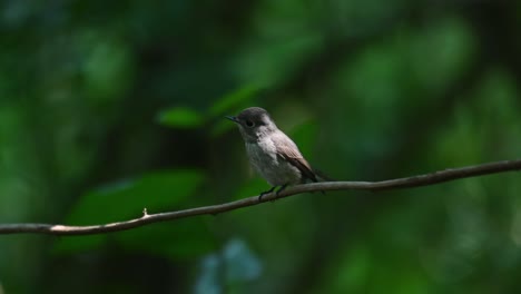 Dark-sided-Flycatcher,-Muscicapa-sibirica-perched-on-the-vine-in-the-forest-as-it-looks-around-while-swinging-forward-and-back-in-Chonburi,-Thailand