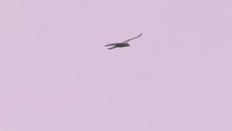 Juvenile-black-chested-buzzard-eagle,-big-bird-of-prey-flying-with-extended-wings-in-pink-sunset-sky-background