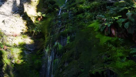 Tilt-down-shot-of-mossy-exotic-small-waterfall-cascading-in-dense-jungle