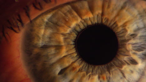 Menschliche-Pupille-Und-Iris-Aus-Nächster-Nähe,-Makroaufnahme-Der-Augenanatomie