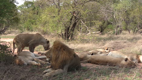 Pride-of-lions-rest-in-shade-of-tree-in-African-bushland,-close-view