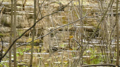 male-yellow-warbler,-Setophaga-petechia,-jumping-on-dry-branches-on-ground-in-flooded-area
