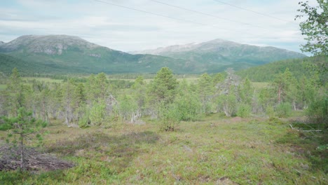Naturaleza-Pacífica-Con-árboles-Y-Fondo-Montañoso-En-El-Parque-Nacional-Anderdalen-En-Senja,-Noruega