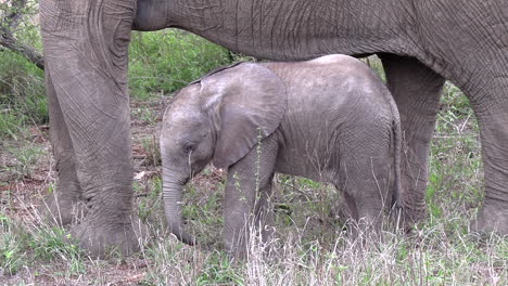 Baby-elephant-rubs-against-its-mother's-legs