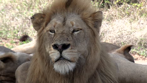 Close-up-of-a-grizzled-looking-male-lion-in-the-wild