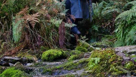 Low-angle-shot-of-person-with-trekking-poles-hiking-on-mossy-path-between-dense-plants-in-national-park