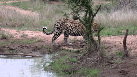 Large-male-leopard-walks-up-to-waterhole-in-African-bushland-to-drink