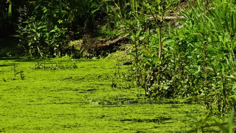 Many-frogs-leap-in-vibrant-green-duckweed-pond,-static-shot